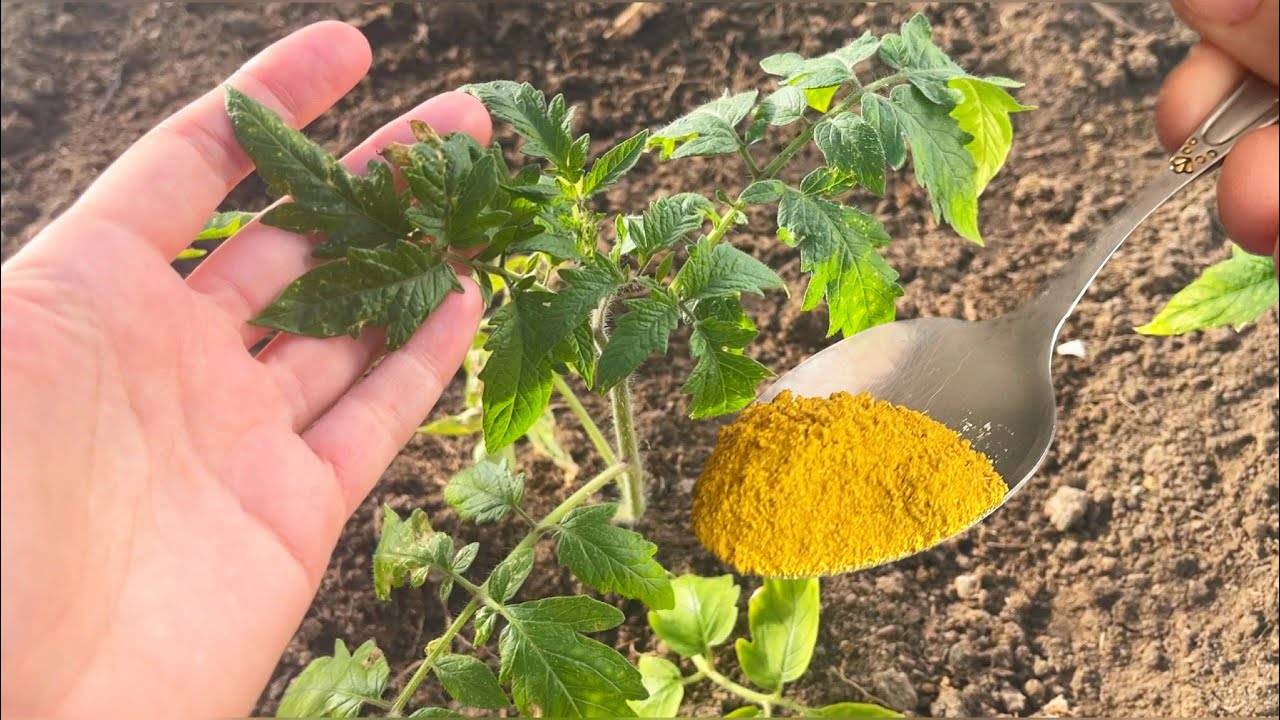 🍅💪 1 ЛОЖКА В ЛУНКУ И ТОМАТЫ ЗАВАЛЯТ УРОЖАЕМ! ВСЕ ЛЕТО ТОМАТЫ ТОННАМИ СНИМАЮ! 💪🍅