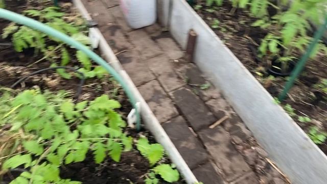 Томаты в неотапливаемой теплице получили стресс.