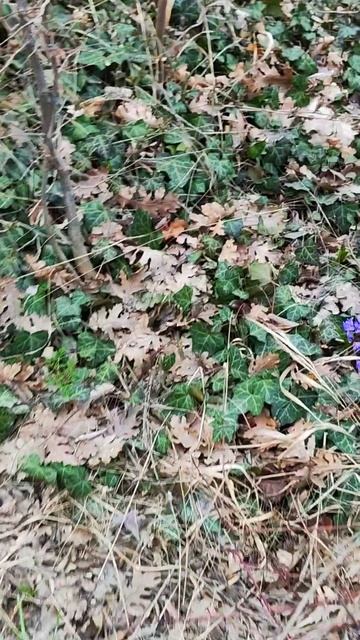 лесная дорога к цветам #гиацинт #весна #лес #nature