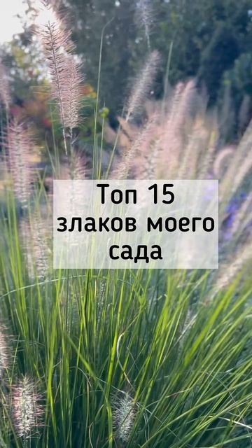Топ 15 злаков нашего сада! В четверг на канале! #shortvideo