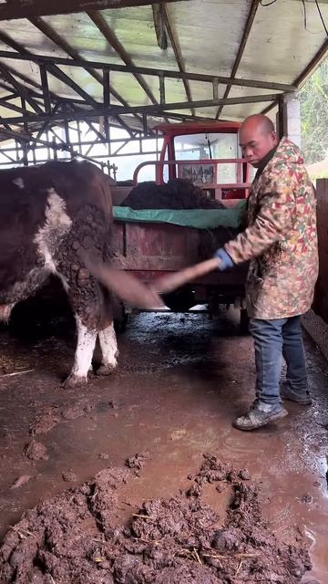 The process of cleaning the cow pen #shorts