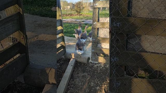 Доброе утро из деревни 🏡 Гусь Серый здоровается с вами ☝