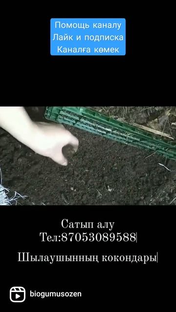 Кокон калифорнийских червей #черви #vermicompost #vermiculture #chuva