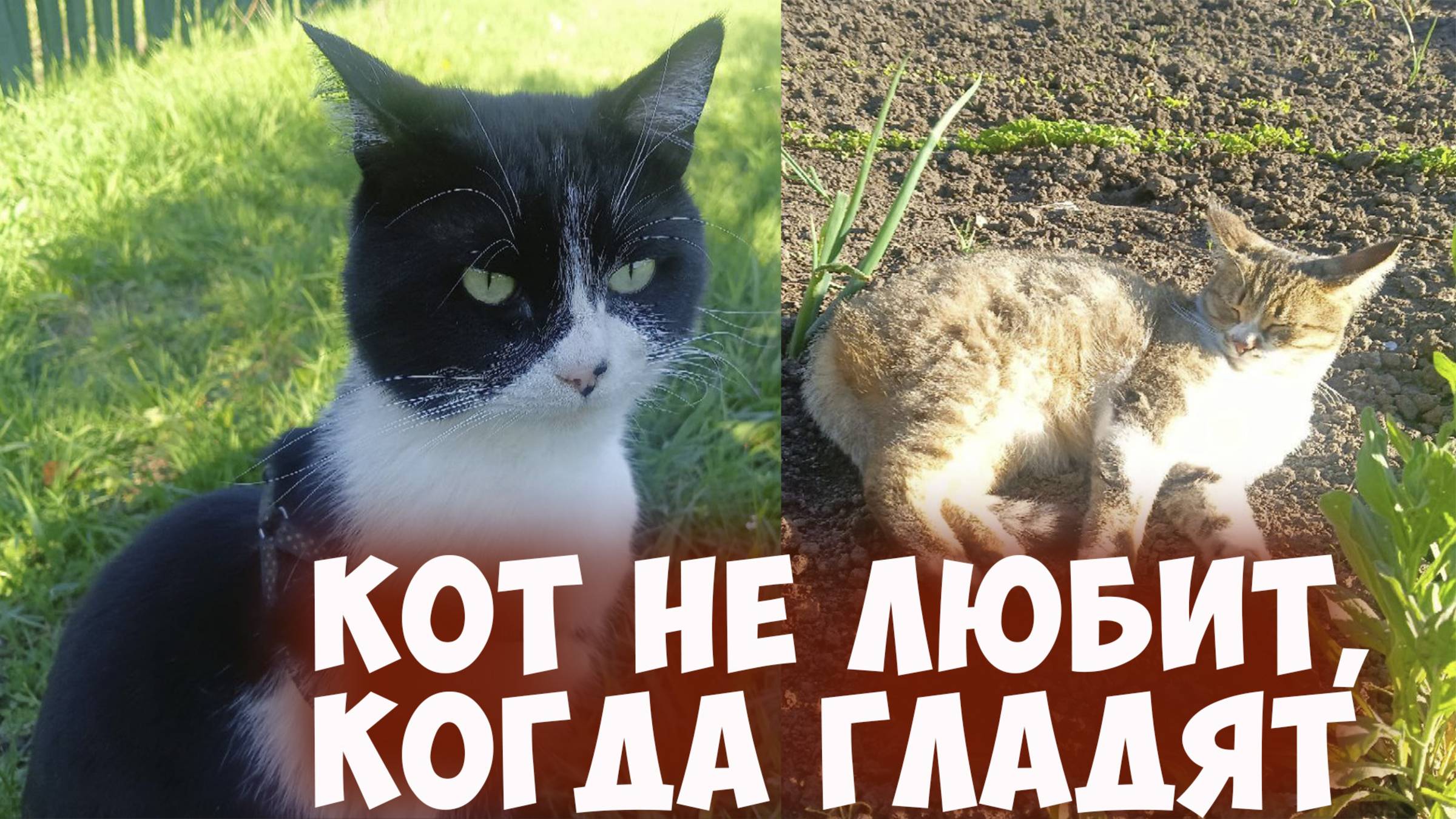 Почему кот не любит, когда его гладят