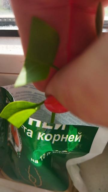 Мой опыт черенкования 🌱сирени