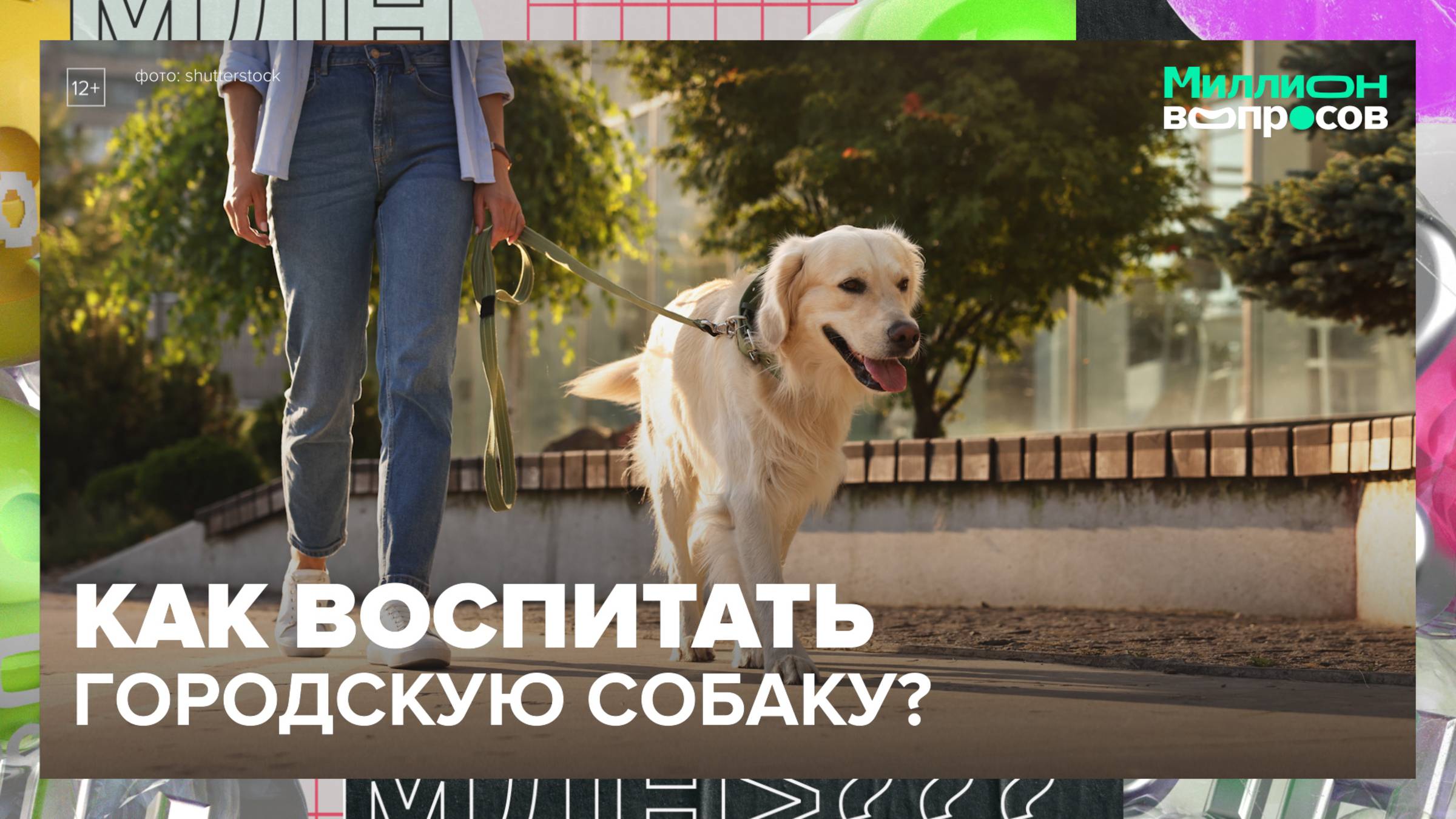 Как воспитать собаку в городе | Миллион вопросов — Москва 24| Контент