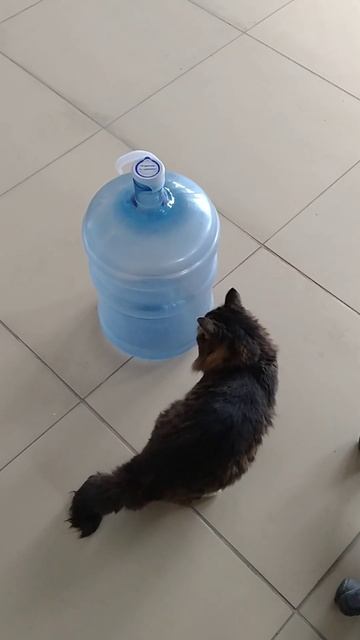 bottle cat