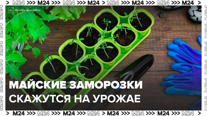 Майские заморозки могут сказаться на урожае фруктов и ягод - Москва 24