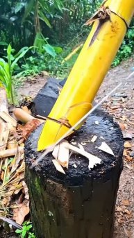 The process of cutting yellow bamboo #shorts