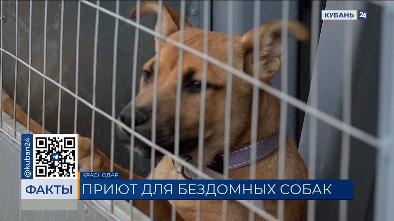 Наумов посетил первый муниципальный приют для бездомных животных в Краснодаре