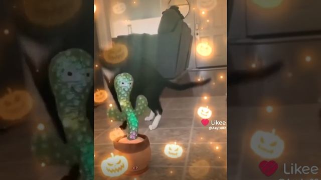 😃Смешные котики🤪