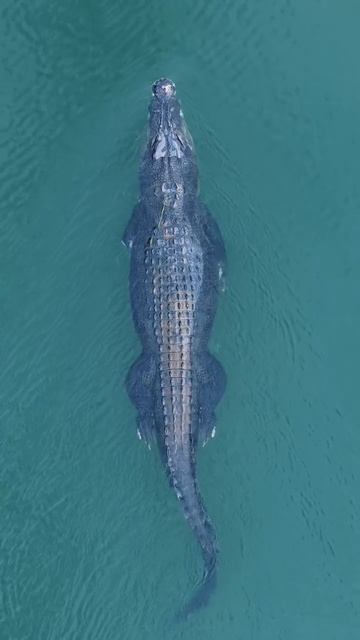 🐊 Неспешный круиз по Орду. 🐊