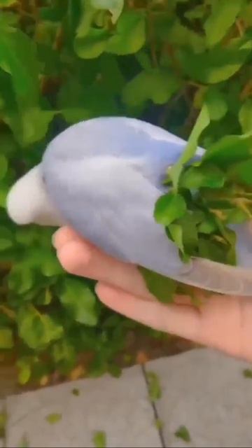 Весна 🌞,Попугай решил соответствовать 🦜😉❤️