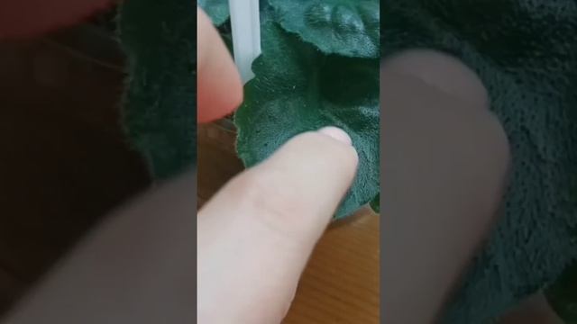 Фиалка ПГ-Капитолина. Пересадка с листа. Озвучка моя. П