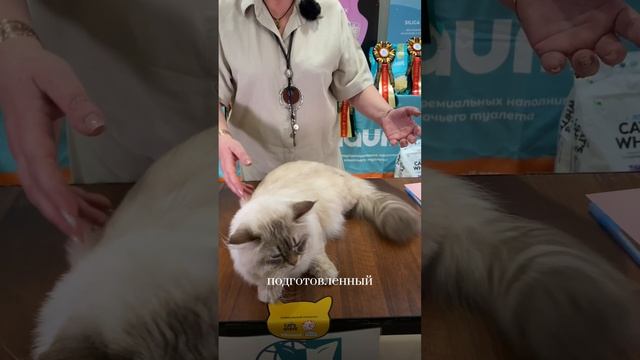 Невский Маскарадный кот на выставке кошек. Судья Елена Бутомова