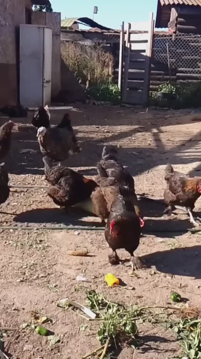 Вольная птица