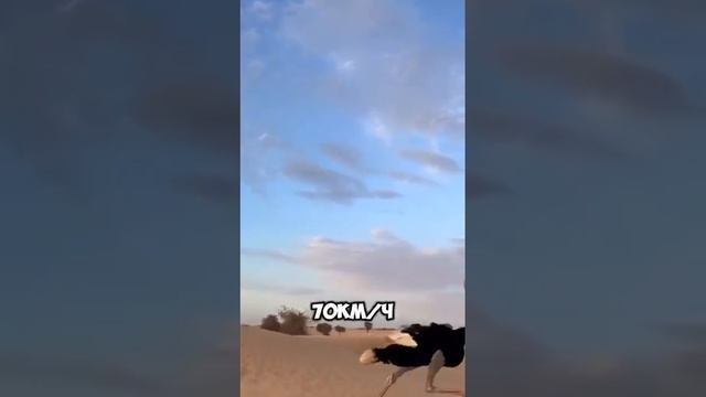 Страус 16 ч.112 #смех #ржакадосліз #крінж #fannyanimals #fannyvideo #відеодня