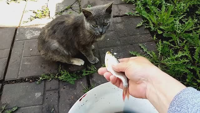Их хотят отстрелять!