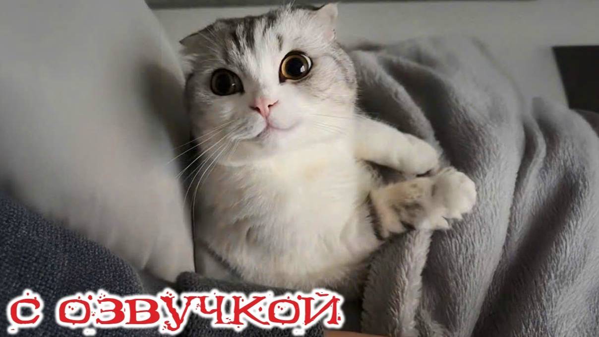 Приколы с котами! С ОЗВУЧКОЙ! Смешные видео про животных! Про котов и кошек!