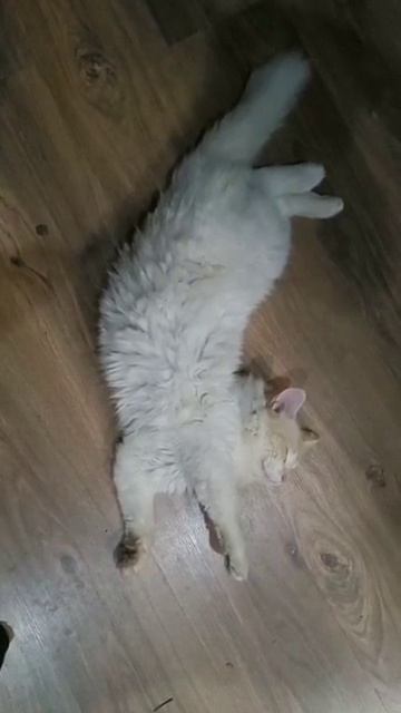 котик