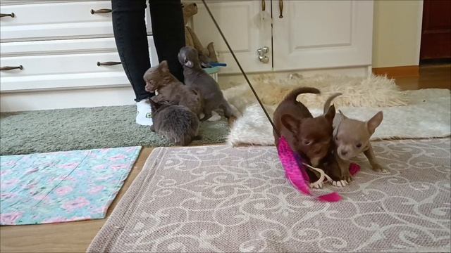 Малыши чихуахуа.