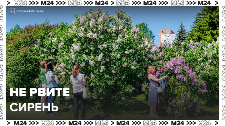 Москвичам напомнили о штрафах за порчу кустов сирени - Москва 24
