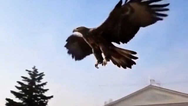 Скульптура орла из веток, которая ранее украшала Привокзальную площадь Орла.