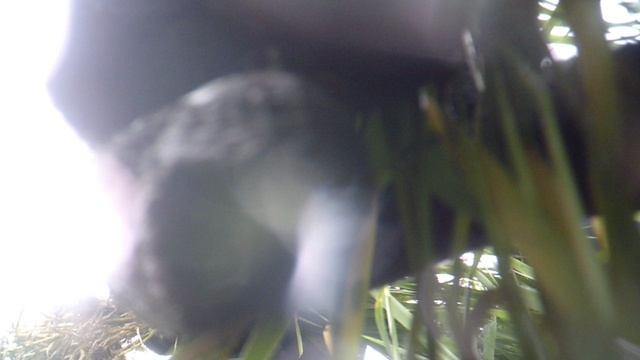 Прополка огорода (вид с грядки)