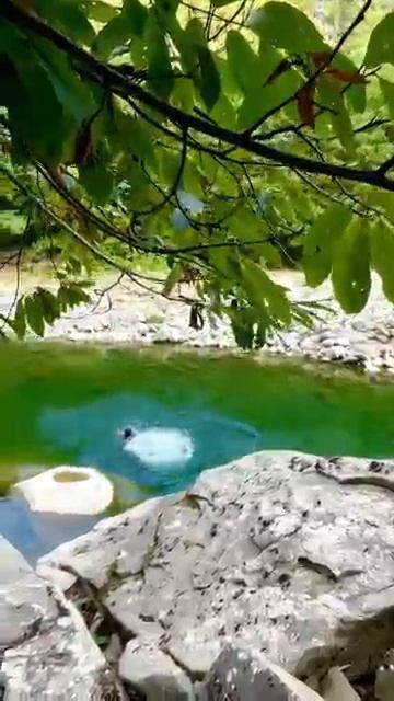 I'm jumping into a mountain river😁👌🏔️ #nature #swimmnig #travel