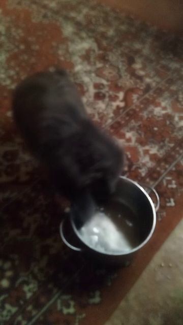 VID-20250511-WA0064.mp4