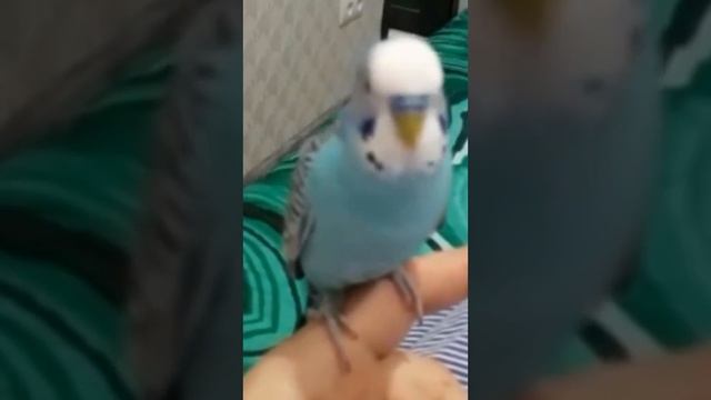 Милые и забавные попугаи