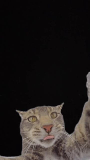 котики