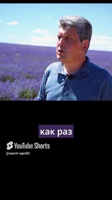 лаванда шортс4