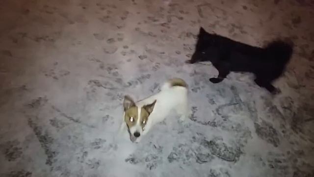 Зимние забавы потомков собаки Баскервилей