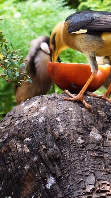 Birds & Squirrels, Chipmunks #birds #catwatchingtv #birdslover