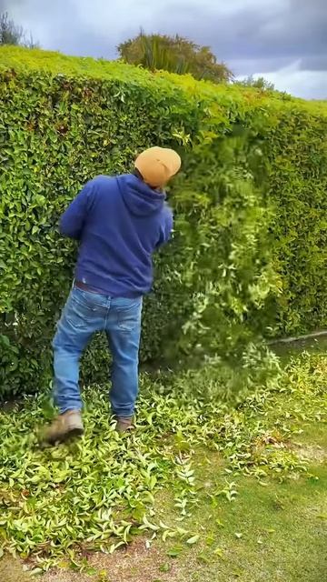 Tidy up the hedges #shorts