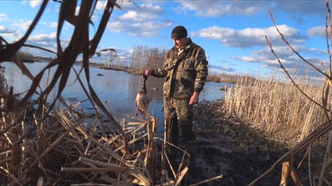 Охота на селезня с подсадной.2025