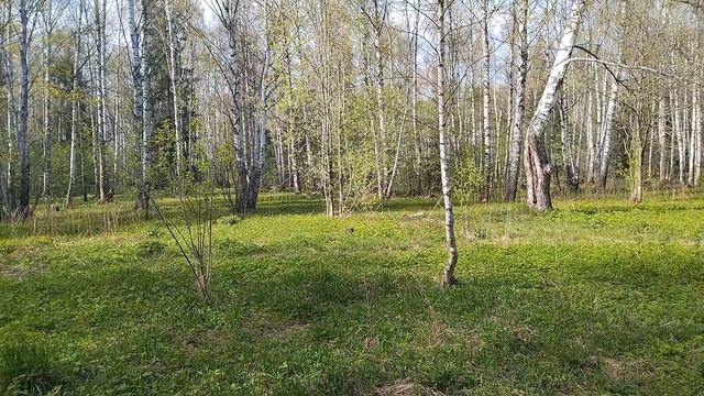 14-05-2025  Если сердце согрето вновь любовью  земною