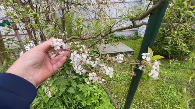 Посетили ветеринарную клинику. Вернулись на дачу.