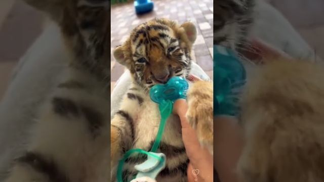 Милота❤️Тигренок и соска😍