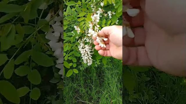 Акация белая чем она полезна