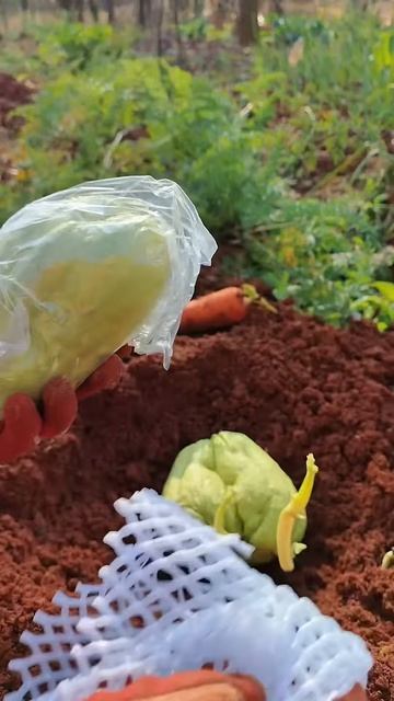 The process of growing green vegetables #shorts