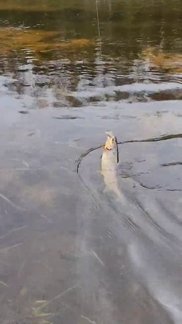 #форель #лес #ленинградскаяобласть #fishing #поймалотпуст?