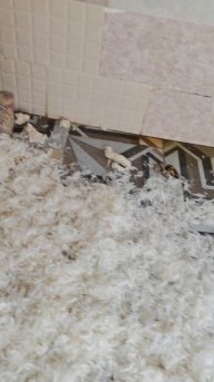 Все в пух и клочья