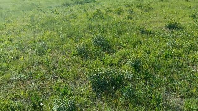 с сенокосом и выпасом обстановка не радует