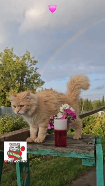 Господи прости меня за всё в чём я был не прав 😇🌈💓🙏😻 God forgive me for everything I was wrong