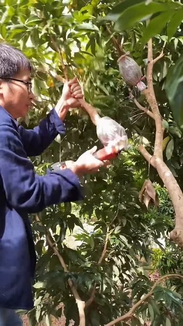 The process of cutting plant grafts #shorts