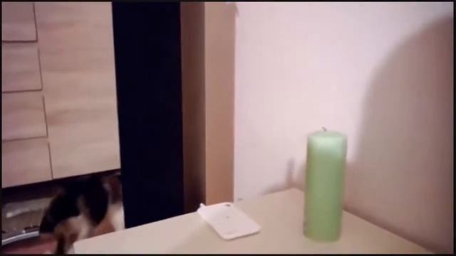 Смех и юмор!Новые смешные видео из жизни