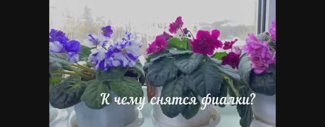 Почему нельзя держать фиалку в доме