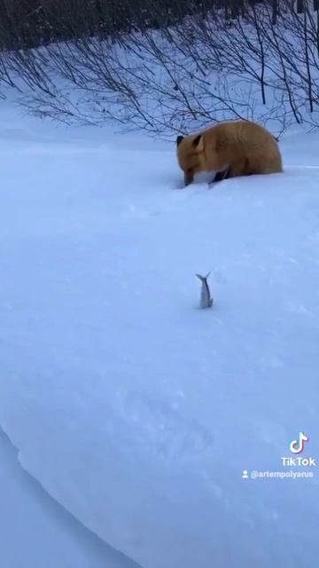 тик ток сдох но у меня там много чего есть